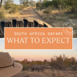 Open safari vehicle at dusk in South Africa with golden savanna in the background with rhinos and lions