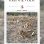 Open safari vehicle at sunrise in South Africa with a pride of lions relaxing after their long night of hunting.