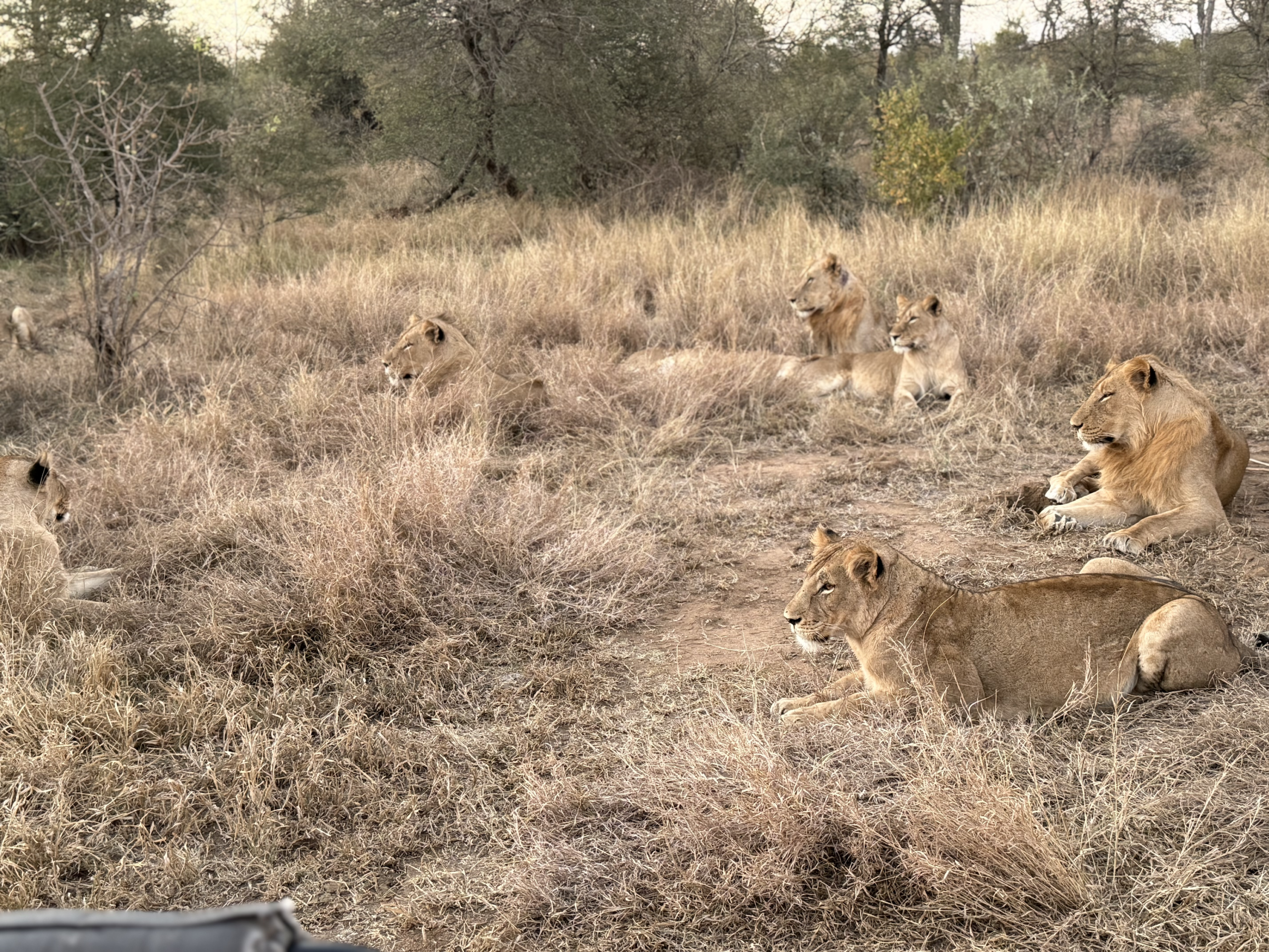 Simbavati waterside game drive - what to expect on a safari