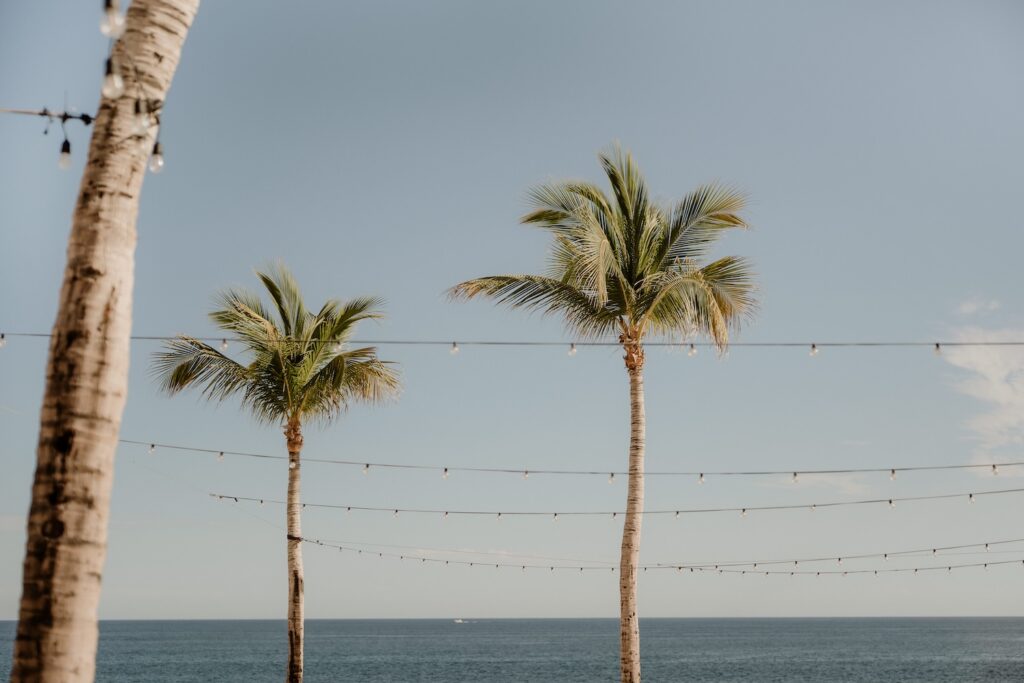 Grand Fiesta Americana Los Cabos palm trees
