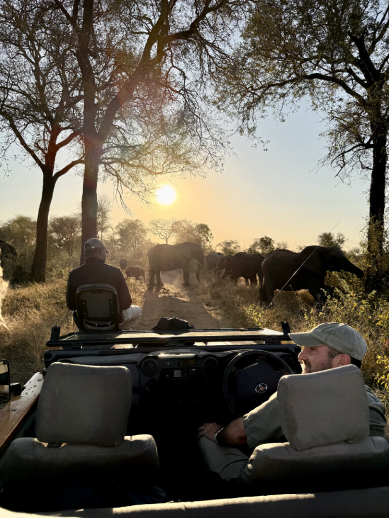 Couple on safari drive watching elephants at sunset, real African safari cost experience in the wild