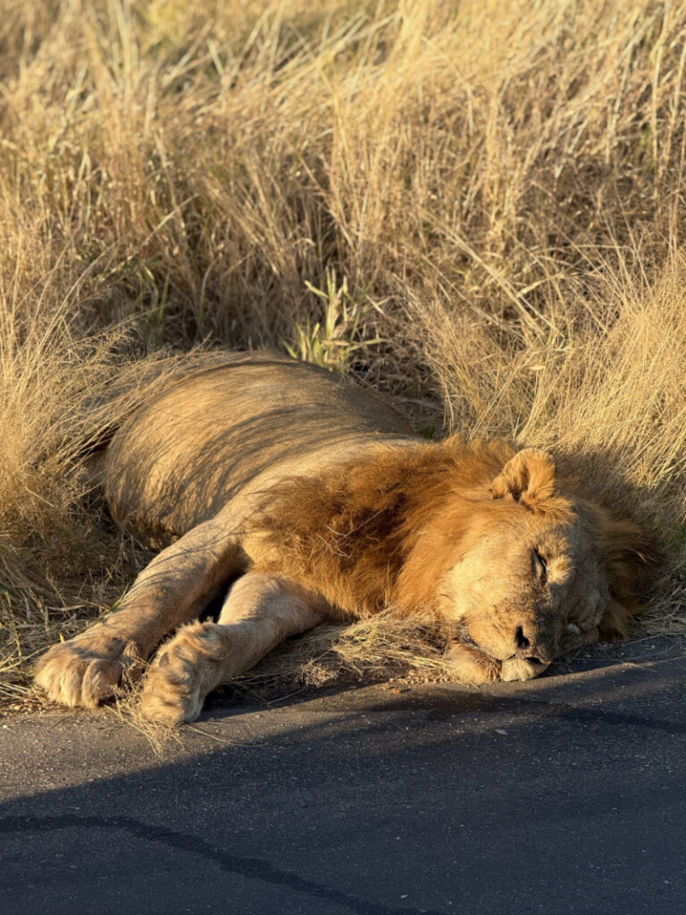 Sleeping lion resting in tall grass beside a dirt road during golden hour safari scene