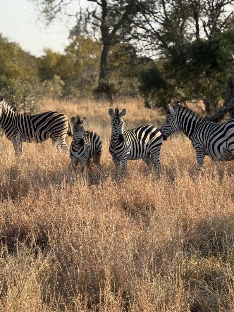 Zebras standing in tall golden grass during safari, peaceful wildlife scene in natural habitat
