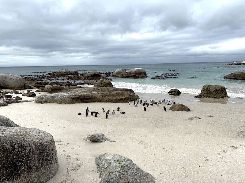 Penguins gathered on a sandy beach with rocky coastline and ocean waves under cloudy skies
