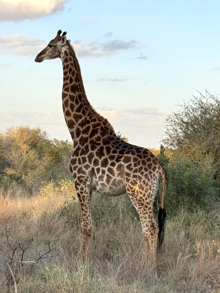 Giraffe standing in tall grass on safari with trees in the background at golden hour