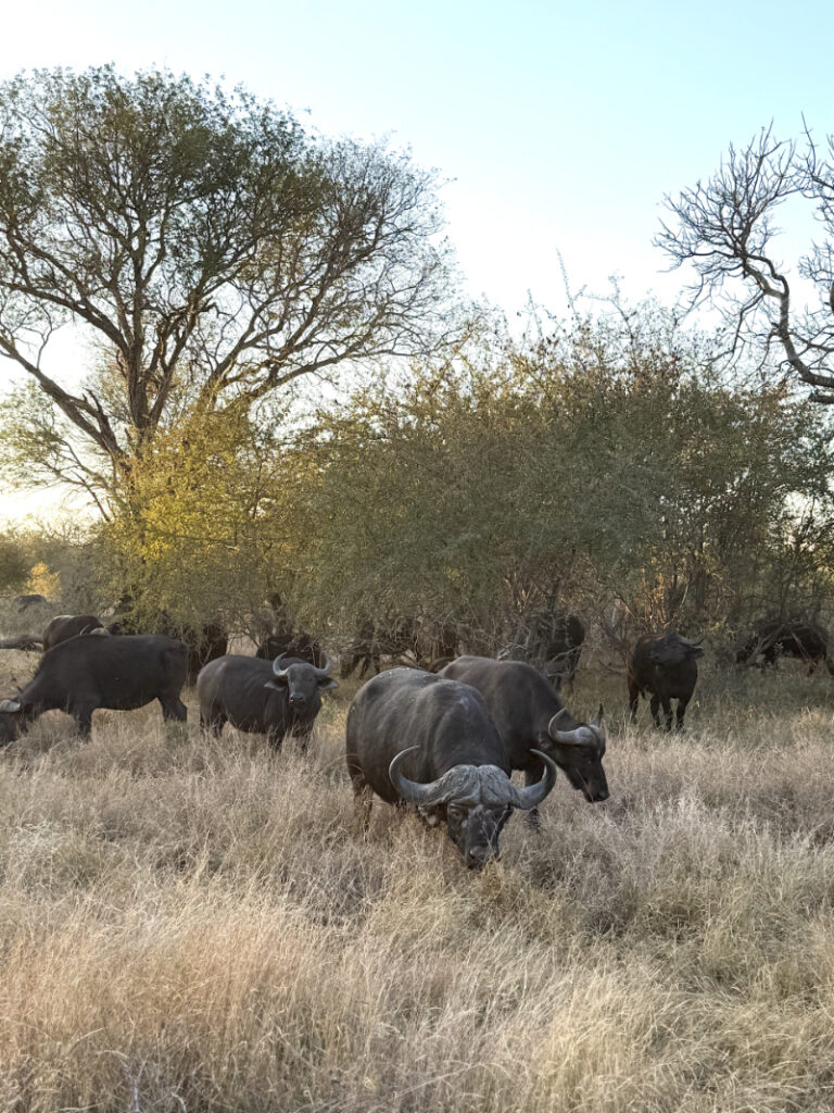 Herd of buffalo on safari in South Africa, showing why it’s a good place for a honeymoon