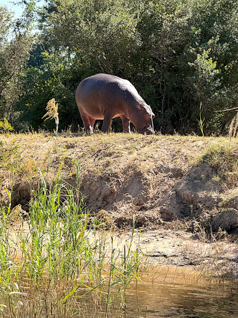 Hippo spotted during an African honeymoon game drive through lush wildlife landscapes in South Africa.