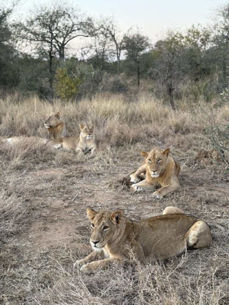 Lions resting during a morning game drive on a South Africa honeymoon safari in a private reserve.