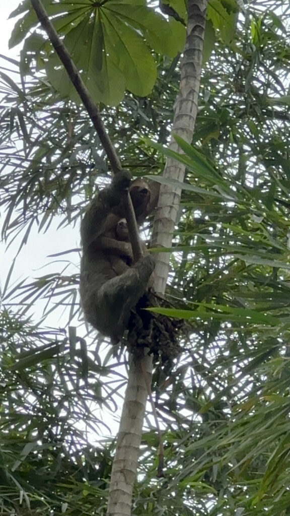 Sloth climbing a tree in the rainforest canopy surrounded by dense tropical foliage.